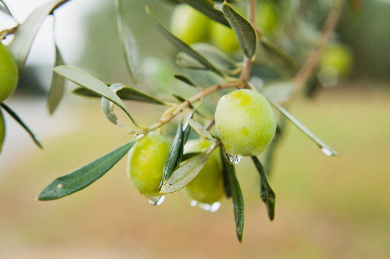 Zeytin ve zeytin yaprağının diyetteki yeri Zeytin ve zeytin yaprağının diyetteki yeri